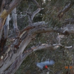 Callocephalon fimbriatum (Gang-gang Cockatoo) at GG40 - 4 Jan 2020 by TomT