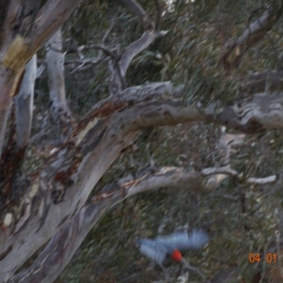 Callocephalon fimbriatum (Gang-gang Cockatoo) at GG146 - 4 Jan 2020 by TomT