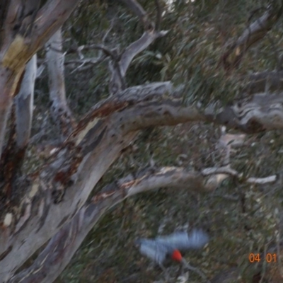 Callocephalon fimbriatum (Gang-gang Cockatoo) at Deakin, ACT - 4 Jan 2020 by TomT
