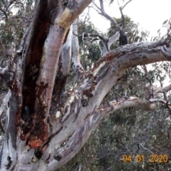 Callocephalon fimbriatum at Deakin, ACT - 4 Jan 2020