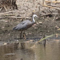 Egretta novaehollandiae (White-faced Heron) at Franklin, ACT - 31 Dec 2019 by AlisonMilton