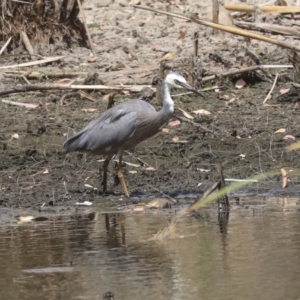 Egretta novaehollandiae at Franklin, ACT - 31 Dec 2019 10:21 AM