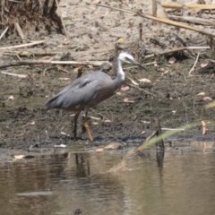 Egretta novaehollandiae (White-faced Heron) at Gungaderra Creek Ponds - 30 Dec 2019 by Alison Milton