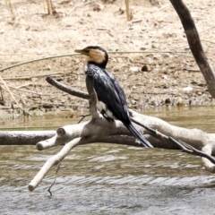 Microcarbo melanoleucos (Little Pied Cormorant) at Gungaderra Creek Ponds - 30 Dec 2019 by Alison Milton