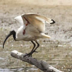 Threskiornis molucca (Australian White Ibis) at Franklin, ACT - 31 Dec 2019 by Alison Milton