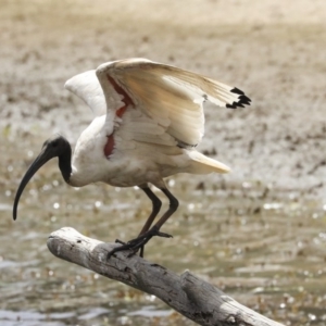 Threskiornis molucca at Franklin, ACT - 31 Dec 2019