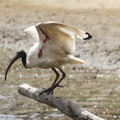 Threskiornis molucca (Australian White Ibis) at Gungaderra Creek Ponds - 30 Dec 2019 by Alison Milton