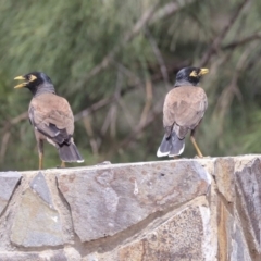Acridotheres tristis (Common Myna) at Franklin, ACT - 30 Dec 2019 by Alison Milton