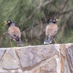 Acridotheres tristis (Common Myna) at Franklin, ACT - 31 Dec 2019 by AlisonMilton