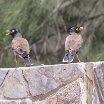 Acridotheres tristis (Common Myna) at Franklin, ACT - 31 Dec 2019 by AlisonMilton