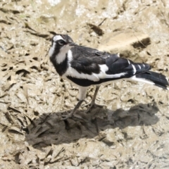 Grallina cyanoleuca (Magpie-lark) at Franklin, ACT - 31 Dec 2019 by AlisonMilton