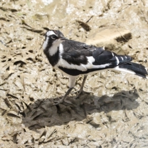 Grallina cyanoleuca at Franklin, ACT - 31 Dec 2019 10:34 AM