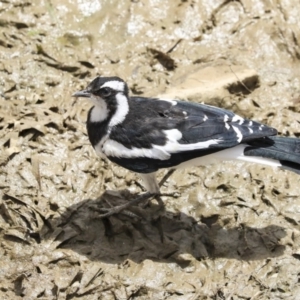 Grallina cyanoleuca at Franklin, ACT - 31 Dec 2019