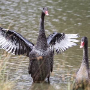 Cygnus atratus at Franklin, ACT - 31 Dec 2019 10:47 AM