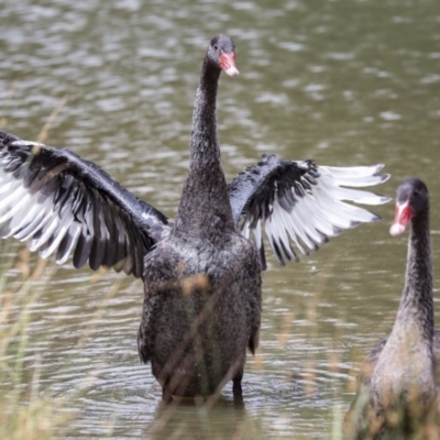 Cygnus atratus (Black Swan) at Franklin, ACT - 31 Dec 2019 by AlisonMilton