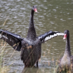 Cygnus atratus at Franklin, ACT - 31 Dec 2019 10:47 AM