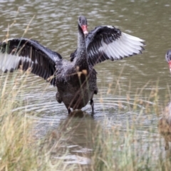 Cygnus atratus at Franklin, ACT - 31 Dec 2019 10:47 AM