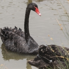 Cygnus atratus at Franklin, ACT - 31 Dec 2019 10:47 AM