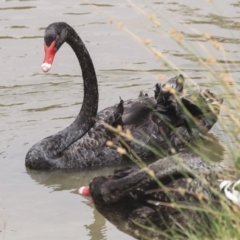 Cygnus atratus at Franklin, ACT - 31 Dec 2019