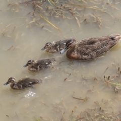 Anas superciliosa (Pacific Black Duck) at Franklin, ACT - 31 Dec 2019 by AlisonMilton