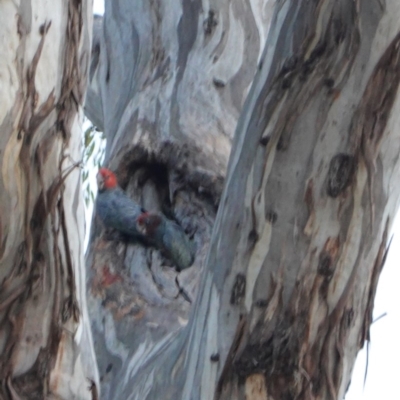 Callocephalon fimbriatum (Gang-gang Cockatoo) at Federal Golf Course - 4 Jan 2020 by JackyF