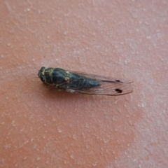 Galanga labeculata (Double-spotted cicada) at Hughes, ACT - 3 Jan 2020 by JackyF