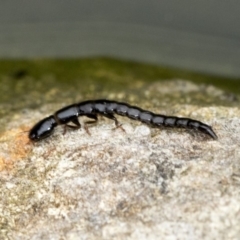 Staphylinidae (family) (Rove beetle) at Higgins, ACT - 28 Dec 2019 by AlisonMilton