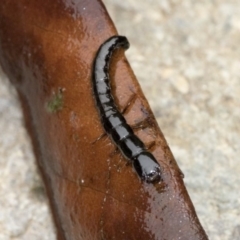 Staphylinidae (family) at Higgins, ACT - 28 Dec 2019