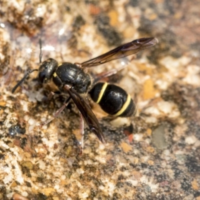 Eumeninae (subfamily) (Unidentified Potter wasp) at Higgins, ACT - 28 Dec 2019 by AlisonMilton