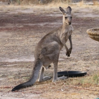 Macropus giganteus (Eastern Grey Kangaroo) at Macarthur, ACT - 4 Jan 2020 by RodDeb