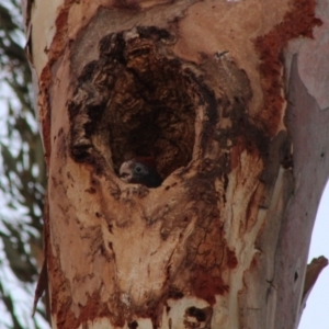 Callocephalon fimbriatum at Hughes, ACT - 3 Jan 2020