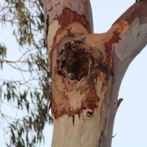 Callocephalon fimbriatum at Hughes, ACT - 3 Jan 2020