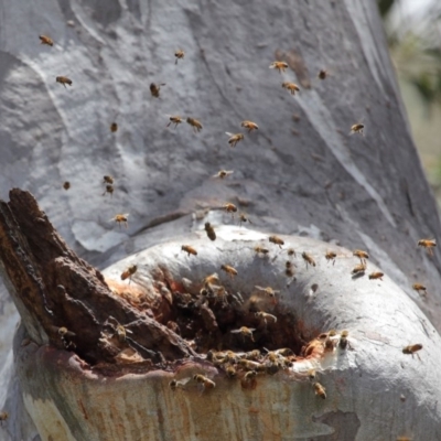 Apis mellifera (European honey bee) at Acton, ACT - 25 Nov 2018 by TimL