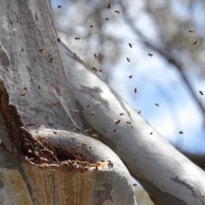 Apis mellifera at Acton, ACT - 25 Nov 2018 01:00 PM