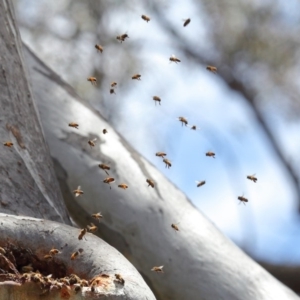 Apis mellifera at Acton, ACT - 25 Nov 2018 01:00 PM