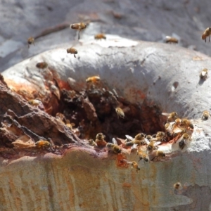 Apis mellifera at Acton, ACT - 25 Nov 2018 01:00 PM