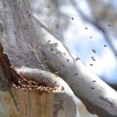 Apis mellifera at Acton, ACT - 25 Nov 2018 01:00 PM