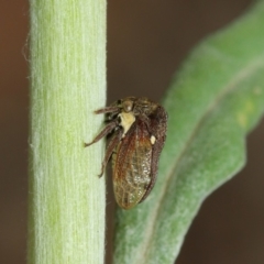 Pogonella minutus (Tiny two-spined treehopper) at Acton, ACT - 8 Dec 2018 by TimL