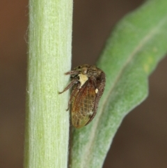 Pogonella minutus at Acton, ACT - 8 Dec 2018