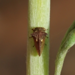 Pogonella minutus at Acton, ACT - 8 Dec 2018