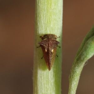 Pogonella minutus at Acton, ACT - 8 Dec 2018 02:10 PM