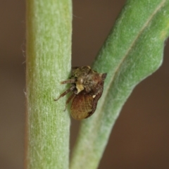 Pogonella minutus at Acton, ACT - 8 Dec 2018 02:10 PM