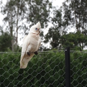 Cacatua sanguinea at Alpine, NSW - 26 Oct 2017 12:00 AM