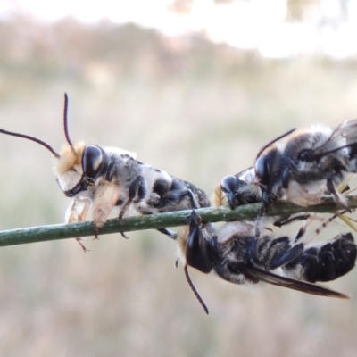 Megachile lucidiventris (Resin bee, Megachilid bee) at Paddys River, ACT - 1 Jan 2015 by michaelb