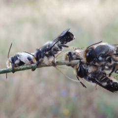 Megachile lucidiventris at Paddys River, ACT - 1 Jan 2015 07:52 PM