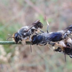 Megachile lucidiventris at Paddys River, ACT - 1 Jan 2015 07:52 PM