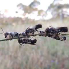 Megachile lucidiventris at Paddys River, ACT - 1 Jan 2015 07:52 PM