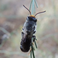 Megachile lucidiventris at Paddys River, ACT - 1 Jan 2015 07:52 PM