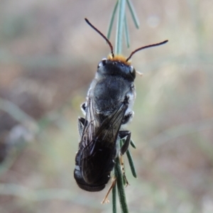 Megachile lucidiventris at Paddys River, ACT - 1 Jan 2015
