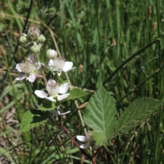 Rubus anglocandicans (Blackberry) at Gordon, ACT - 27 Nov 2019 by michaelb